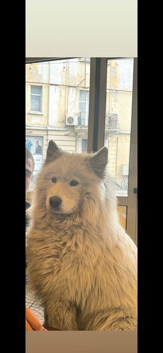 Породисти кученца Самоети