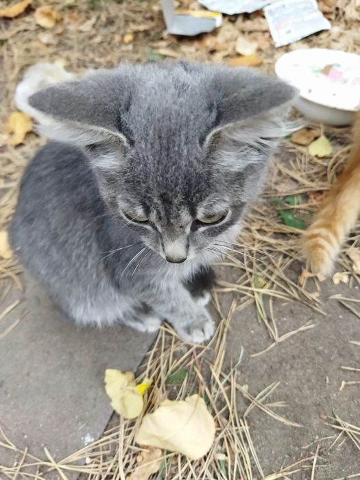 Отдадим котят в хорошие руки