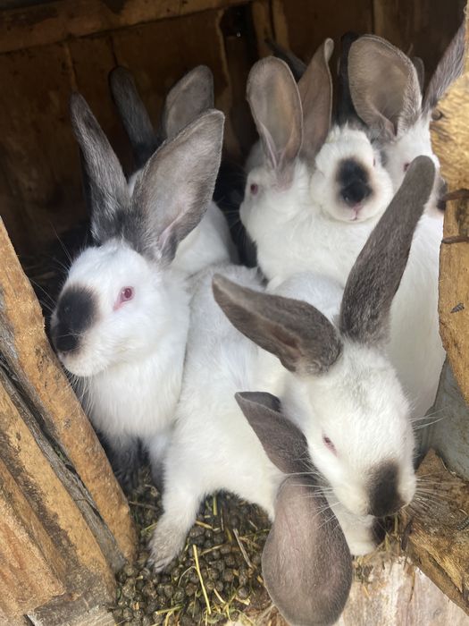 Vand iepuri urias de transilvania.m