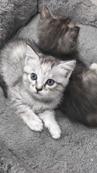 Отдам котят 1,5 месяца