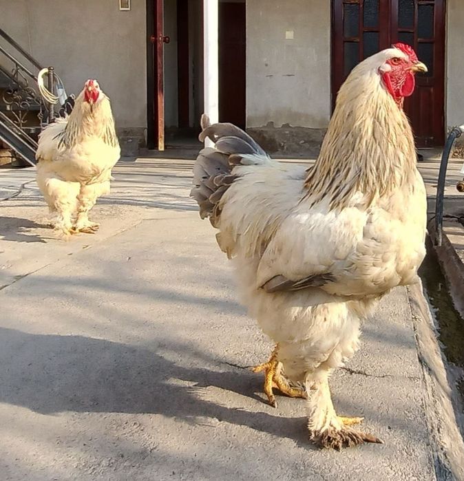 Zotli xòroz yoshga tòlmagan