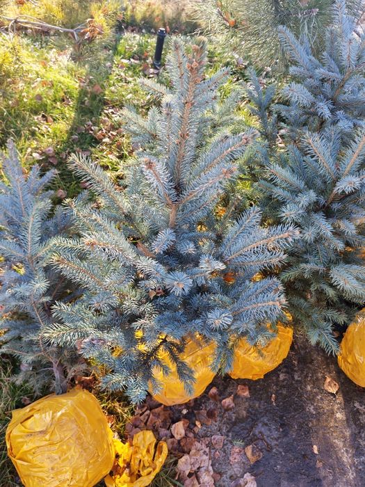 Ели голубые от 70 до 90см