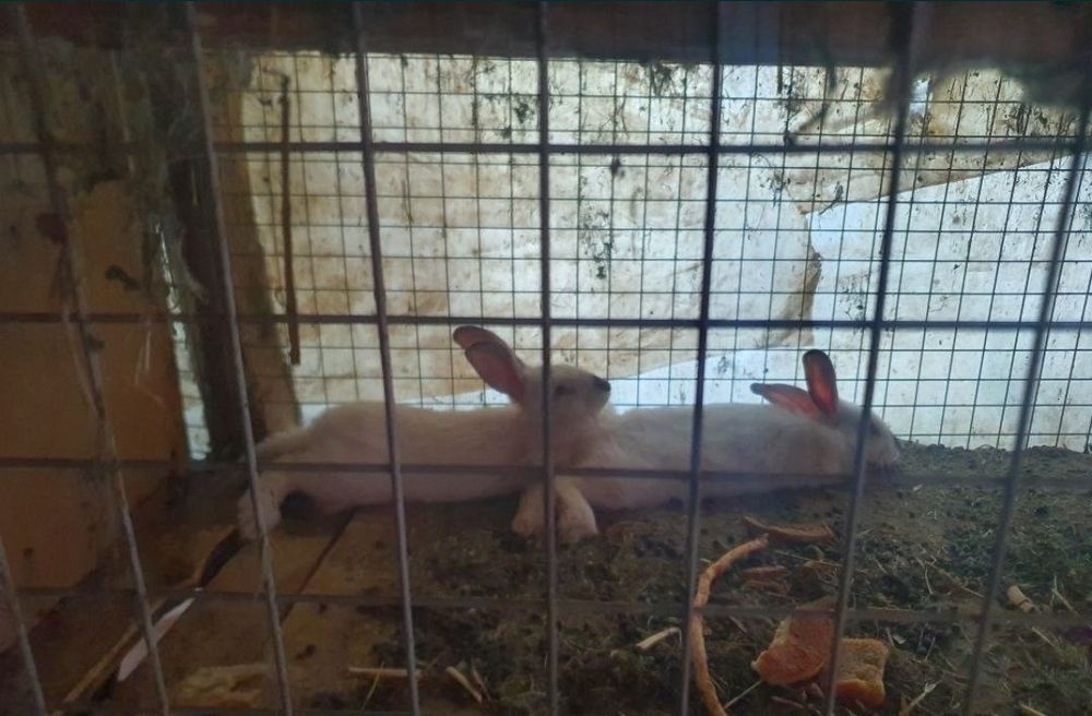 Kaliforniya va hikol quyonlar sotiladi