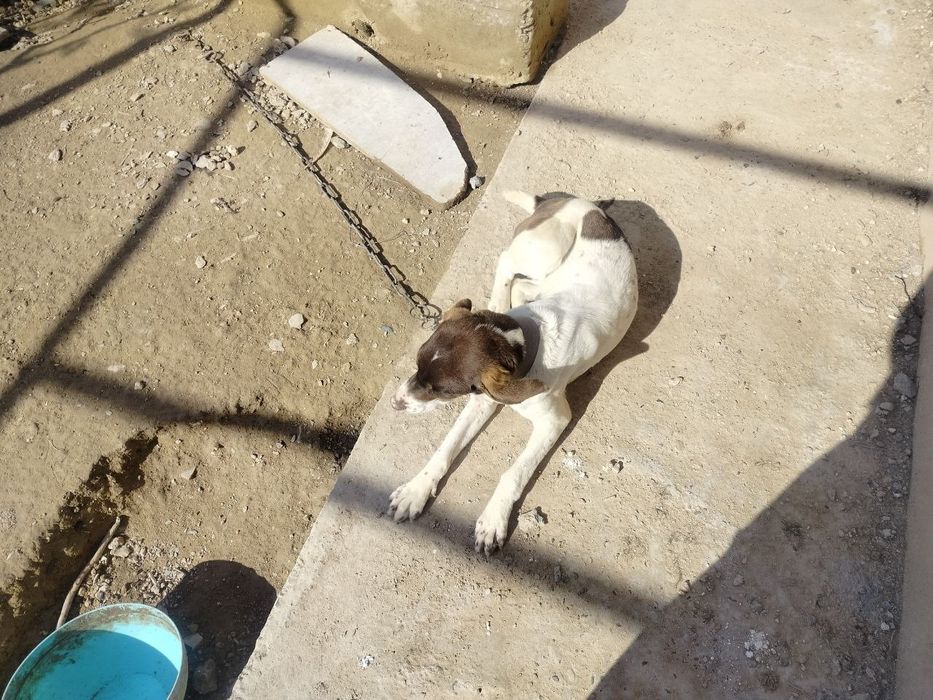 Собаки в добрые руки/Yaxshi qo‘llarga itlar beriladi!