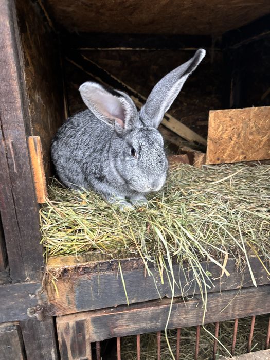 Urias german femela si mascul