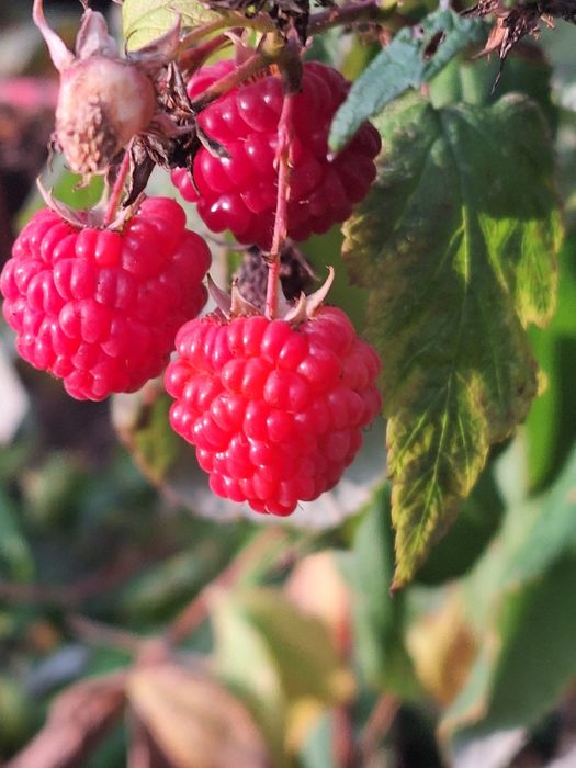 Butasi de mur THORNFREE  si zmeura.