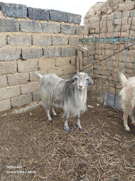 180000 опши сатылады