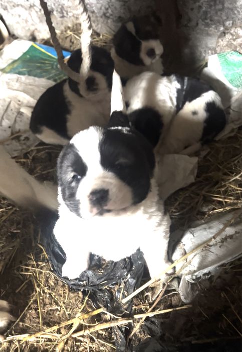 Алабай кушіктер.