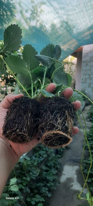 Solhyang  kochatlari sotiladi stakanda