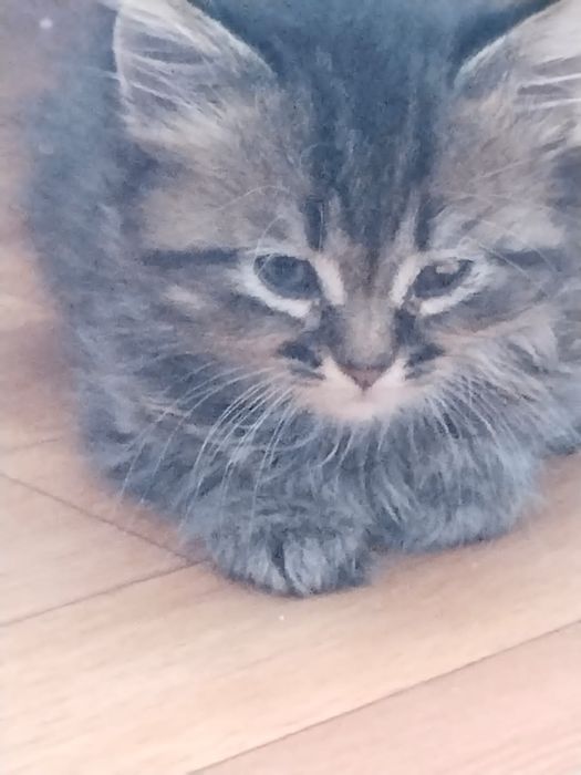 Бесплатно котята