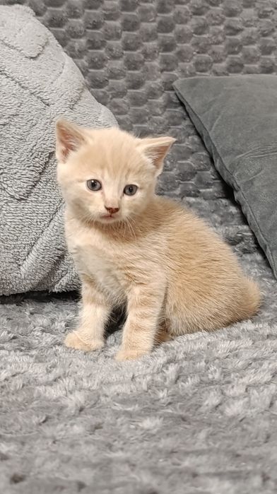 Породистые котята