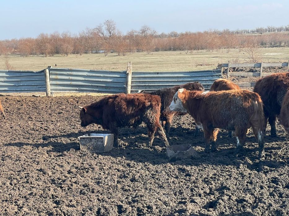 Бычки упитанный подсосы