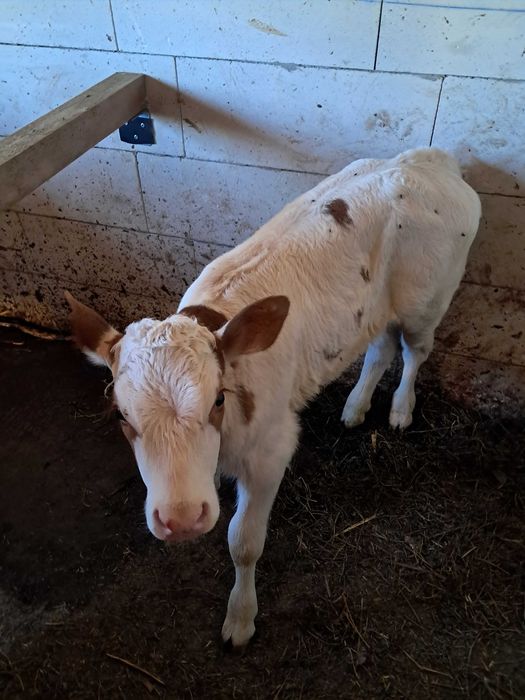 Vând vițică bălțată germană
