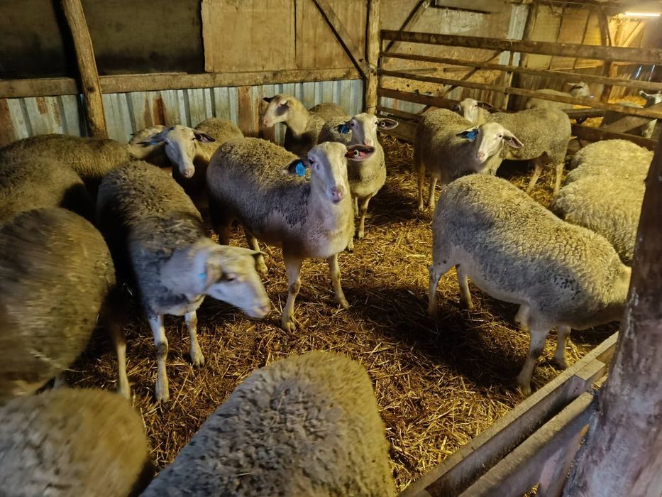 Oi lacaune cu pedigree pt pretentiosi !