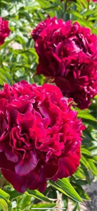 Rizomi de bujori 25 lei buc