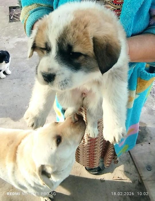 Отдам даром щенят