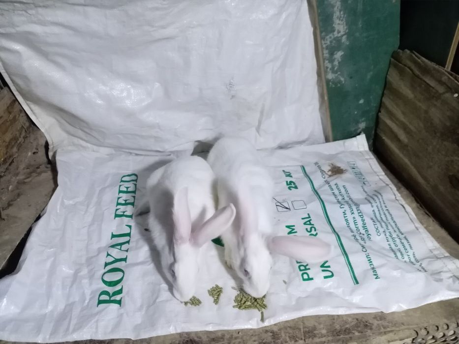 Hikol quyon 120 000 dan