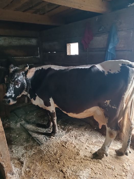 Vând vaca  cu vitel mai multe detalii la telefon