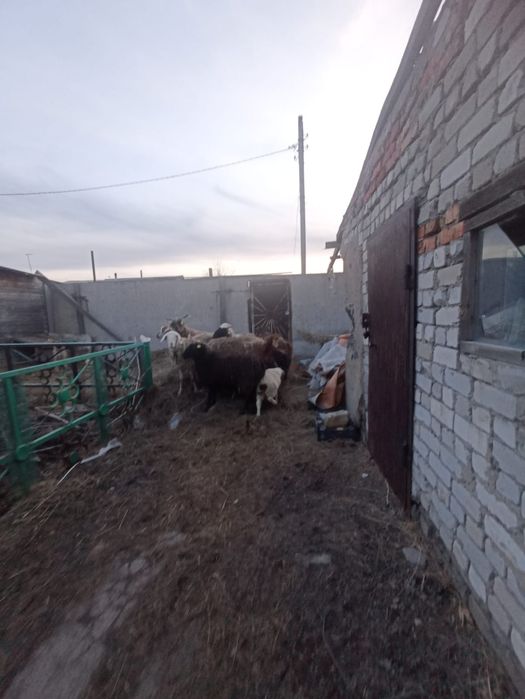 Продам баран и козы