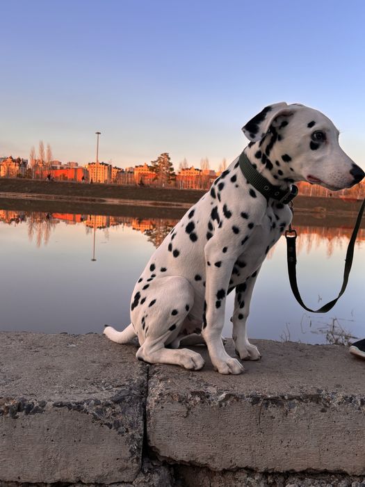 Отдам в добрый руки Далматина