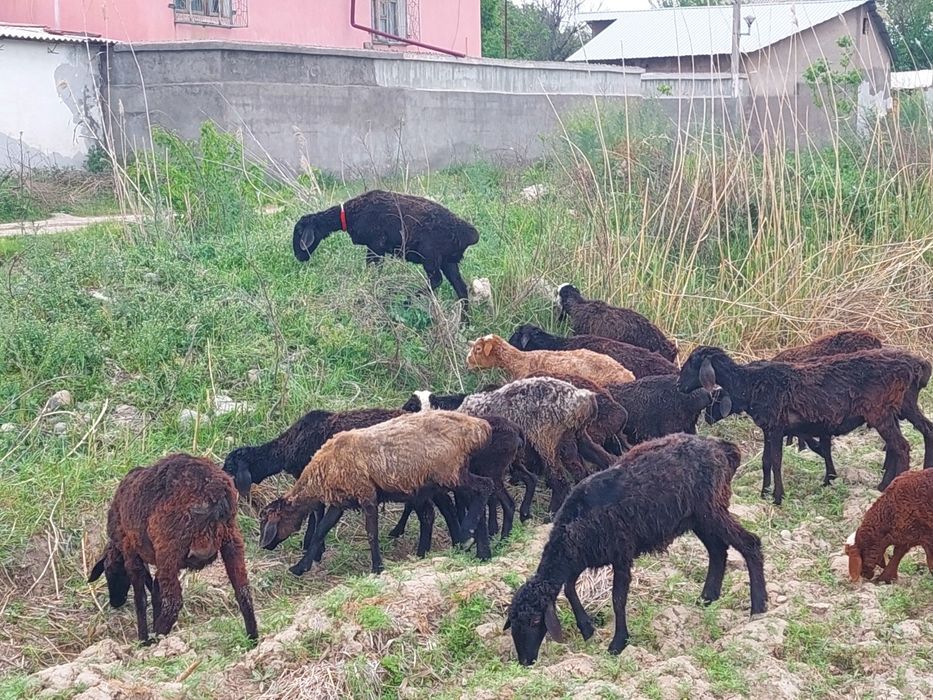 Qoylar 10 ta qoldi (joy Sergeli Surumda)