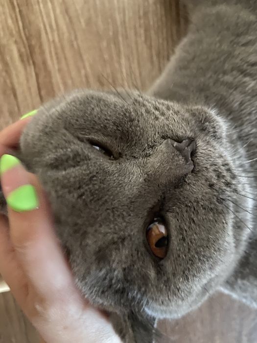 Продажа британского кота