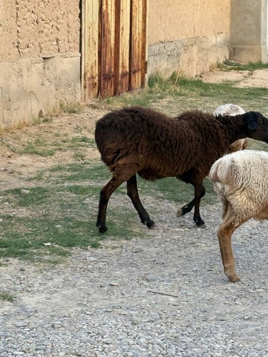 Qoy sotiladi qiz