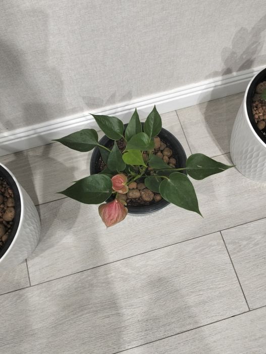 Продам комнатные цветы