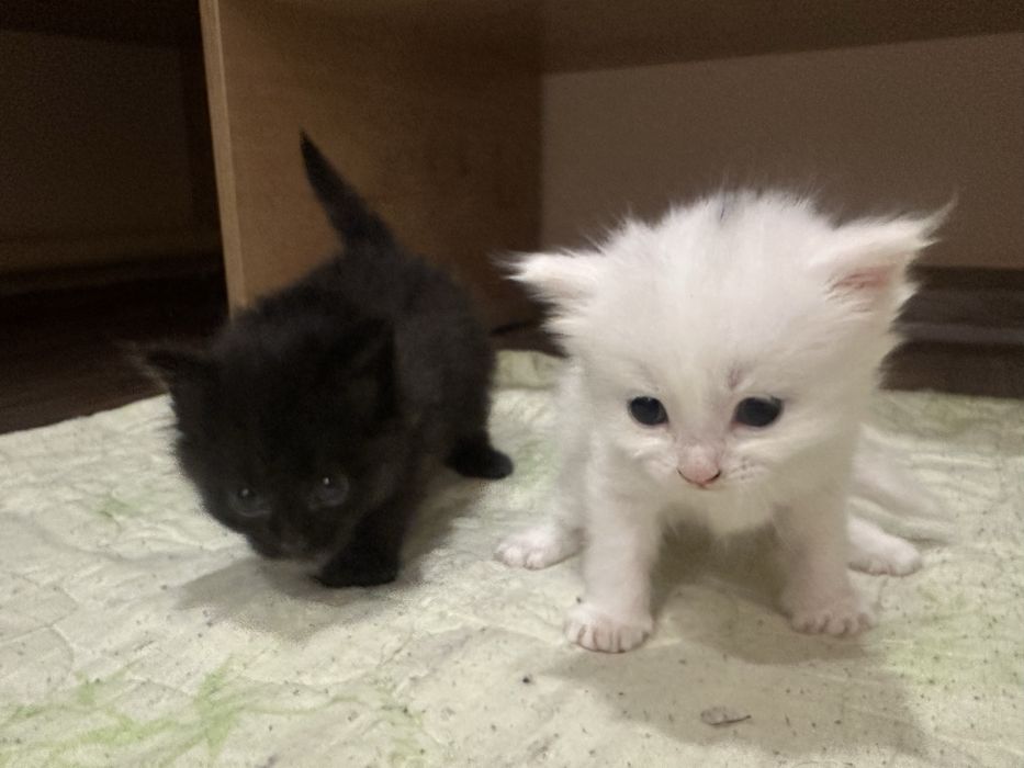 Отдам котят в добрые руки