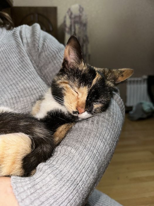 В добрые руки / Bepul mushuk