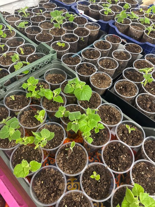 Саженцы павловнии