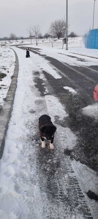 Donare cățelușa metis Border Collie, 4 luni – Caută familie iubitoare