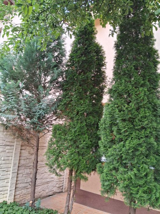 Brazi ornamentali, 5 buc Tuia columnari - 5 m si 2 buc Chiparosi albastri - 5 m