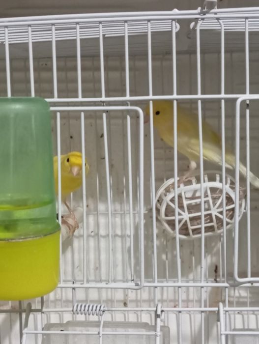 Продаю канарейку.