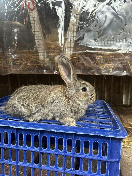 Продам крольчат фландер.