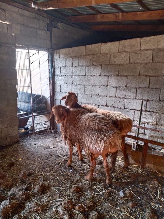 Кошкар сатыладыы