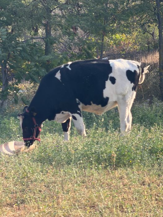 Vând vaca montată!