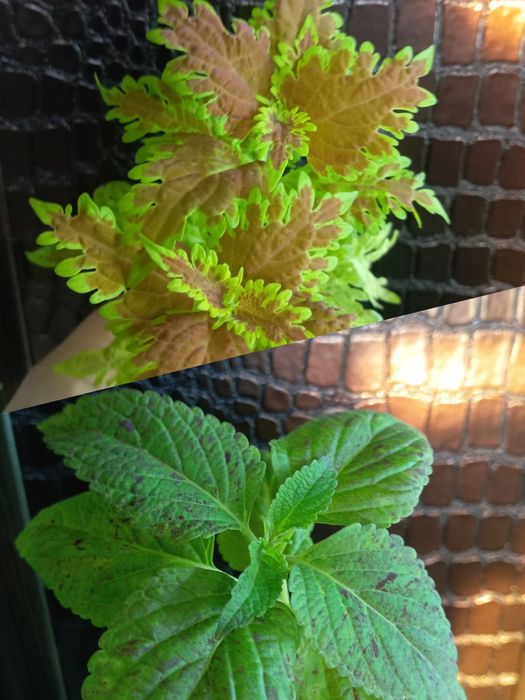 Колеусы спатифиллум.