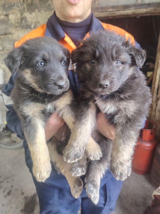 Отдам в добрые руки три девчульки