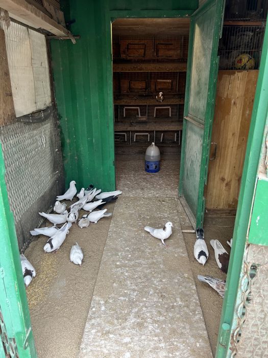 Продам голубятник