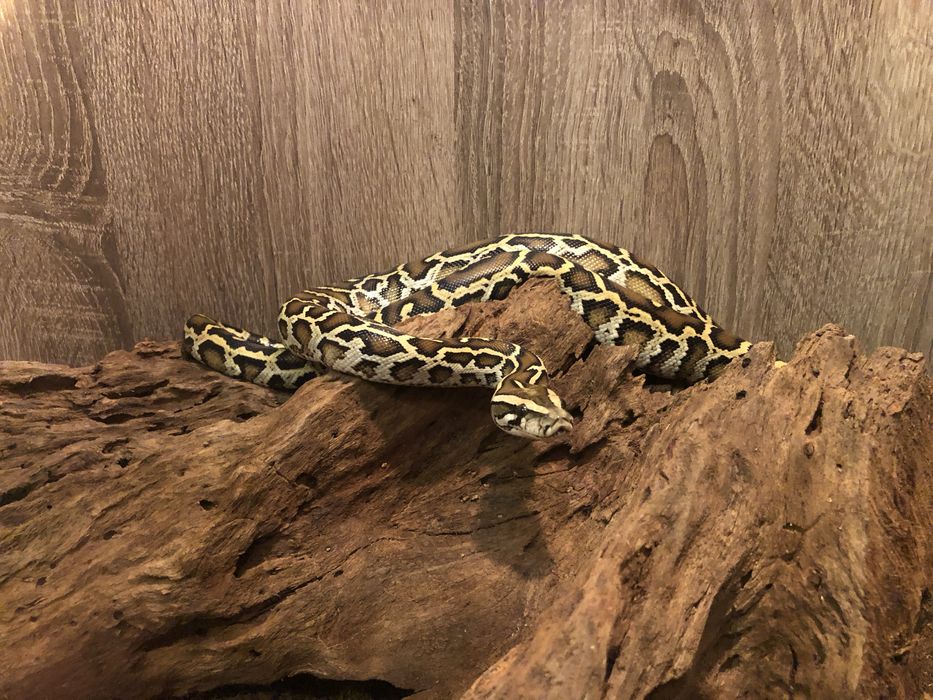 Vand Piton Birmanez,Birman/șarpe.