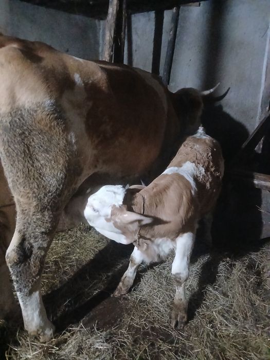 Vând 1 vaca din 2 bucăți la alegere 0745557326