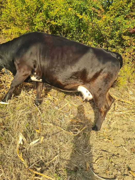 Vaca de vânzare
