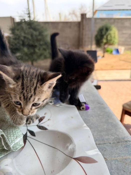 Отдам котят в добрые руки