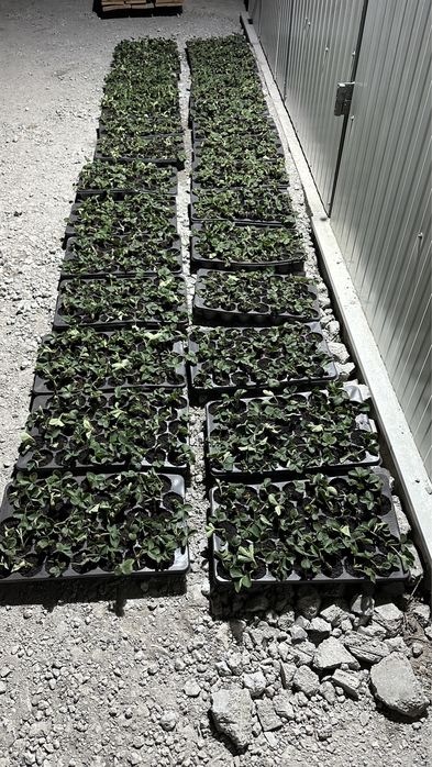 #Stoloni capsuni #Clerry #Albion #Jolly