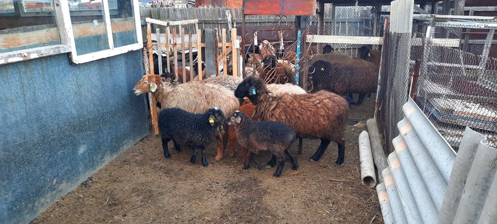 Продам овцы сягнятамы.