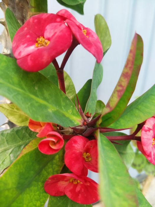 Молочай пятнистый или бежевый