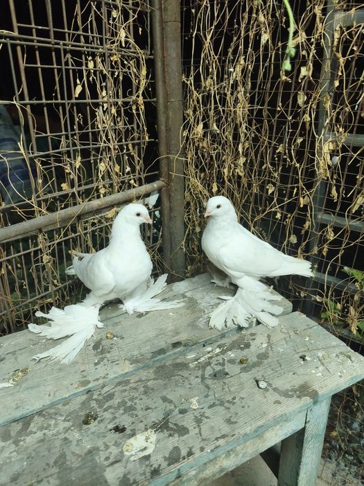 Белые молодежь пара голуби