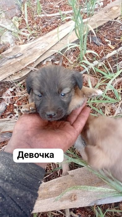 Щенки в добрые руки