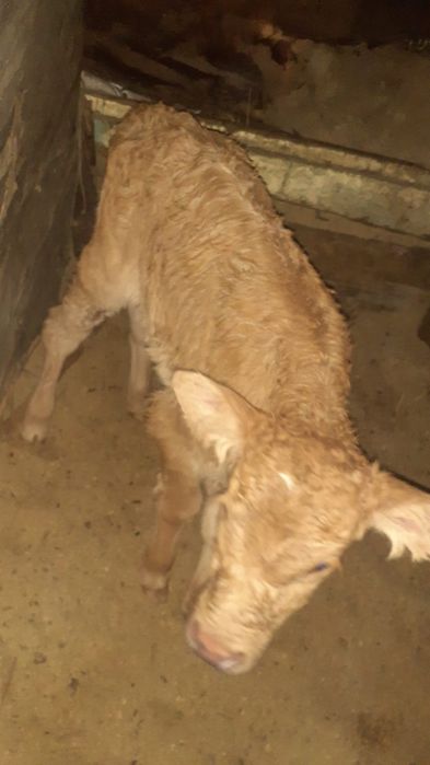 Тёлочка возраст неделя